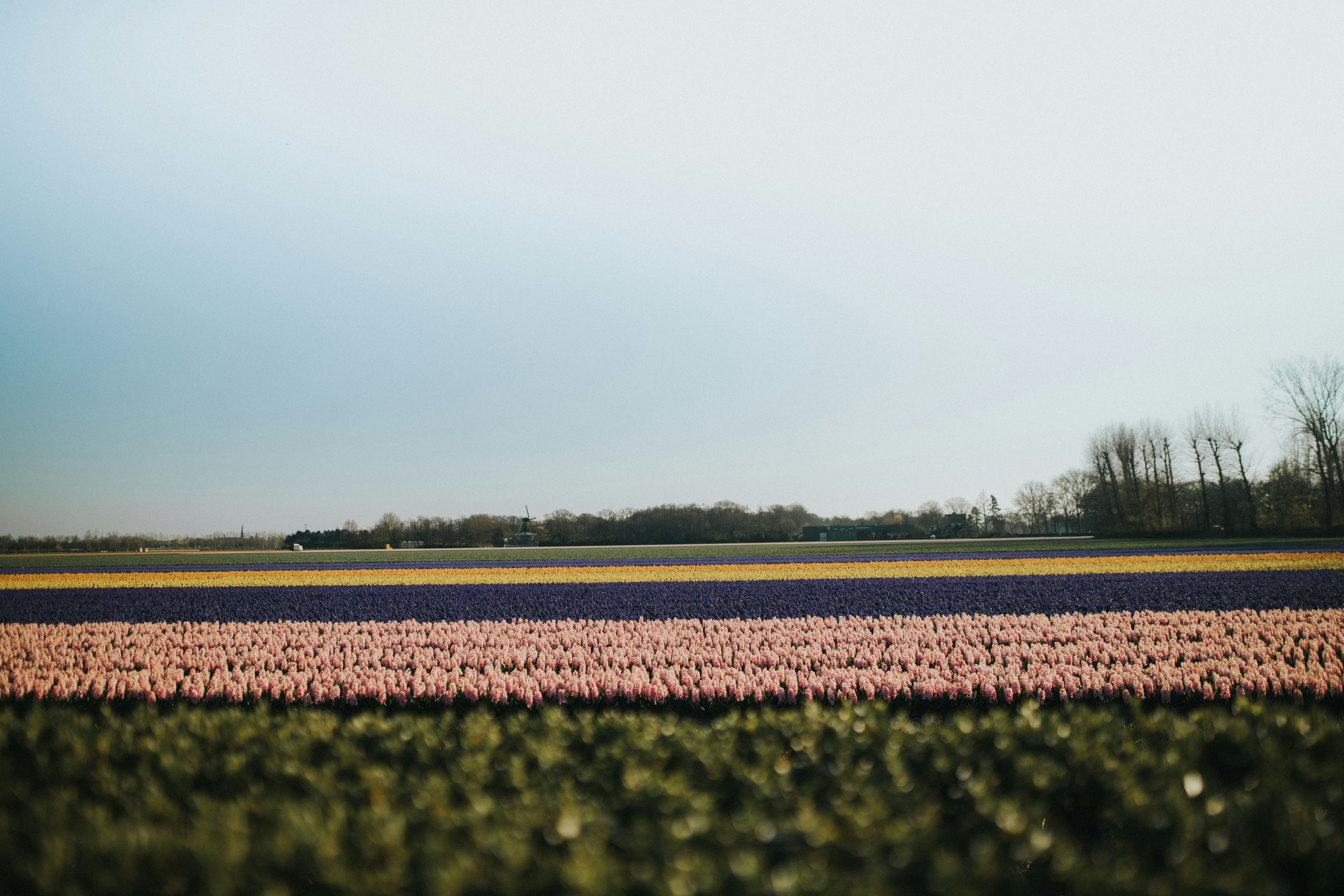 a field of tulips with a blue sky in the background