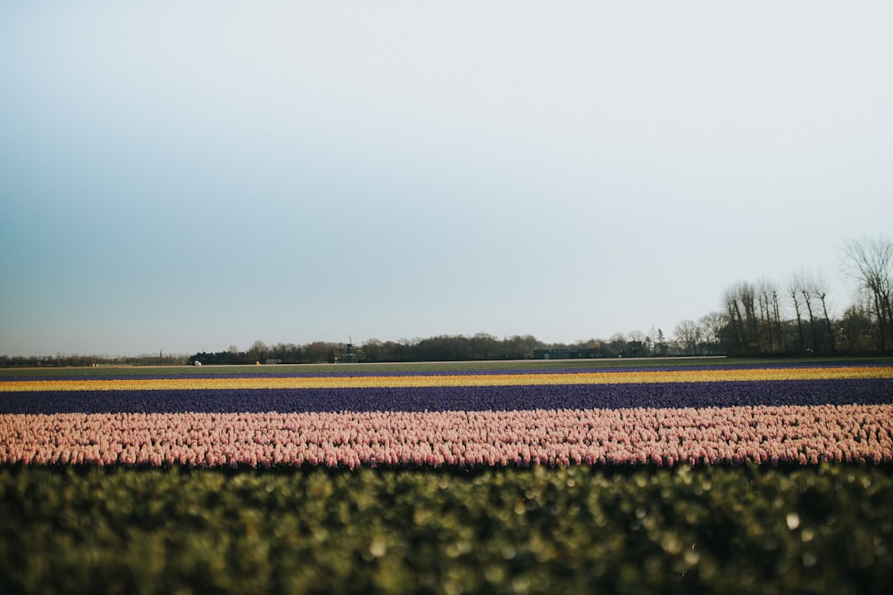 a field of tulips with a blue sky in the background