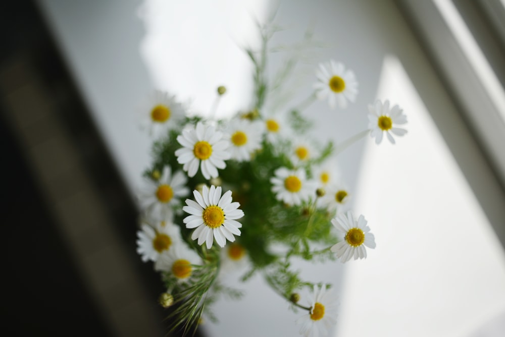 a bouquet of daisies in front of a window
