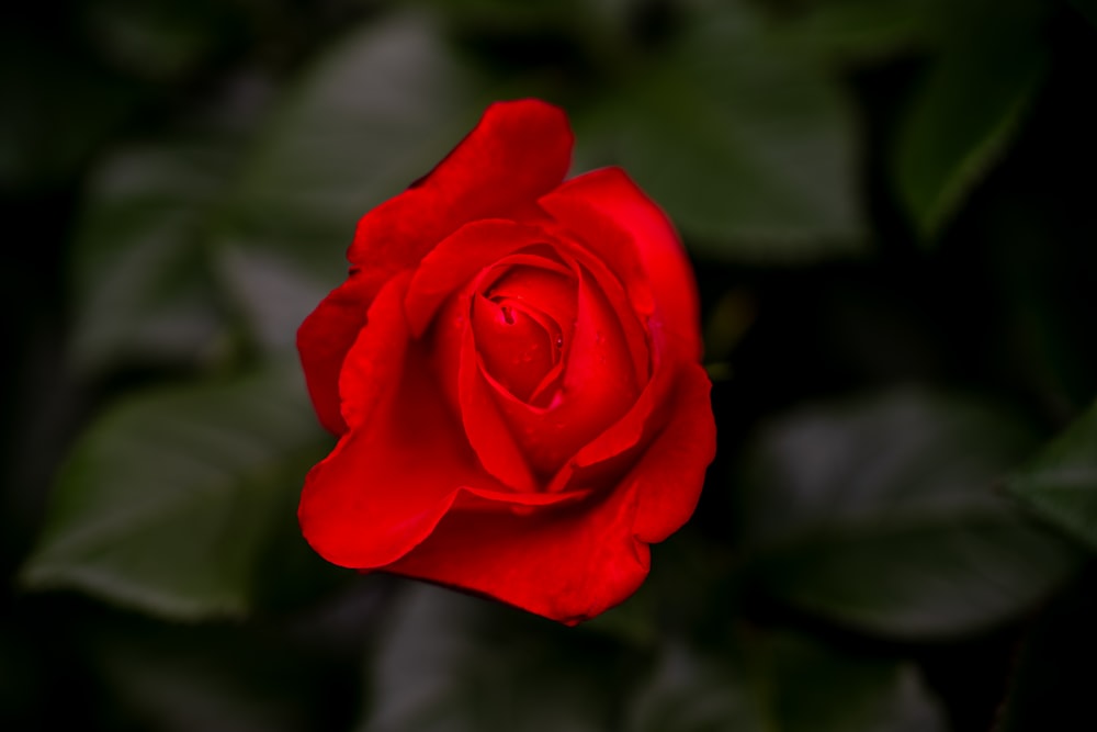 a red rose with green leaves in the background