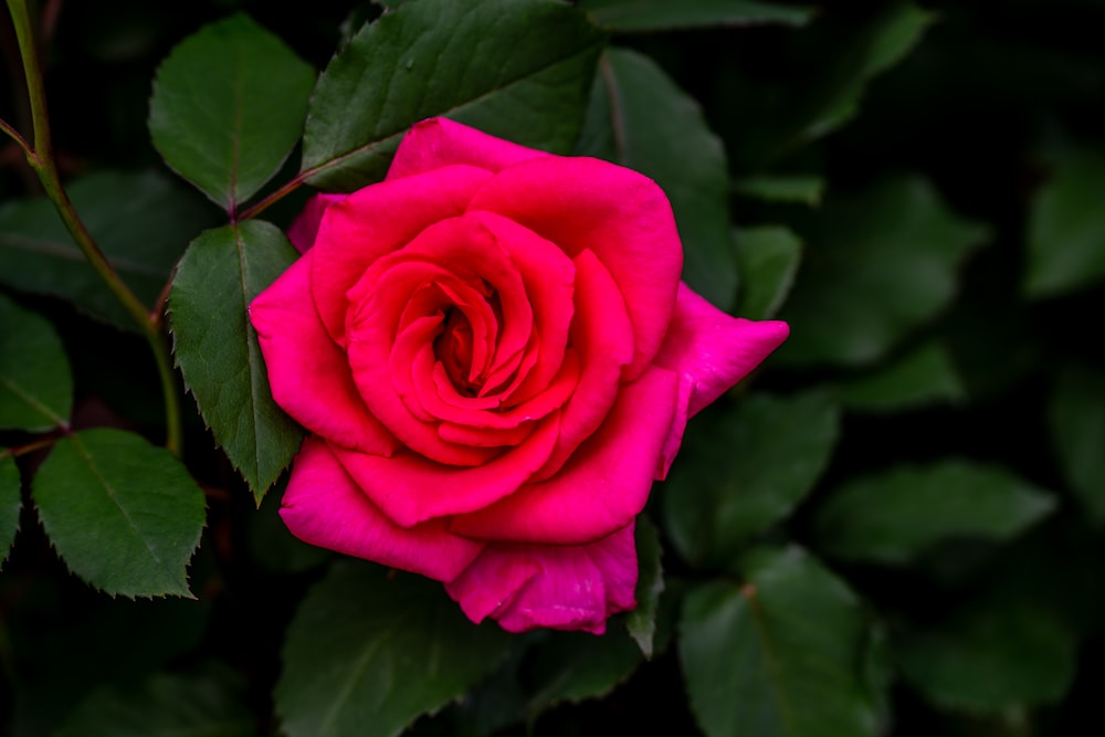 a pink rose with green leaves in the background