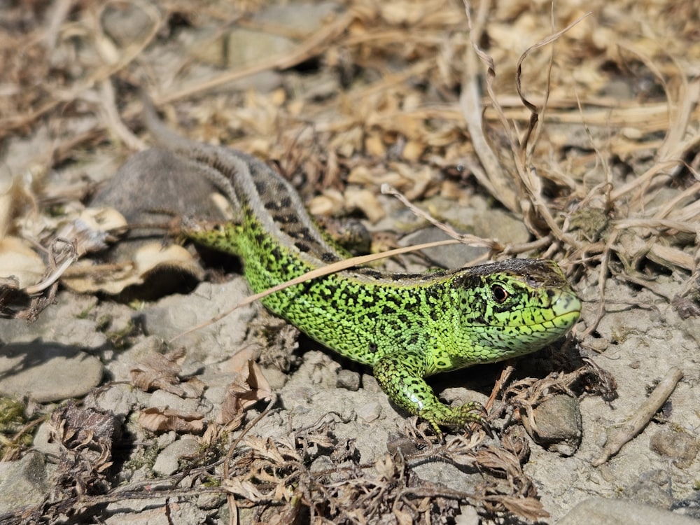 a green and black lizard laying on the ground