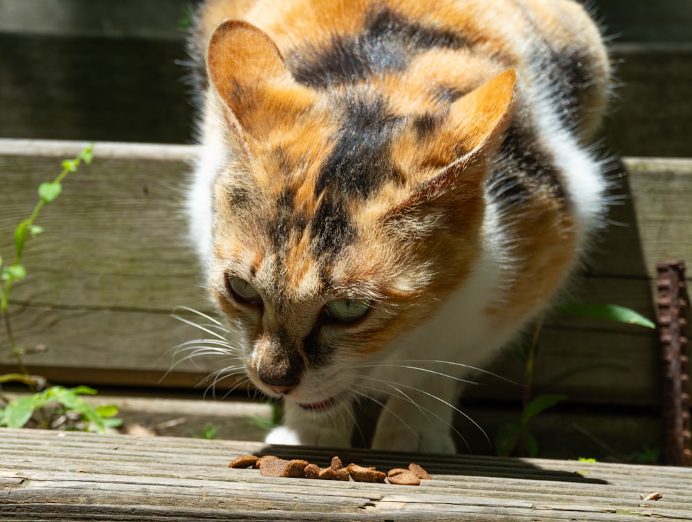 a calico cat standing on top of a wooden bench