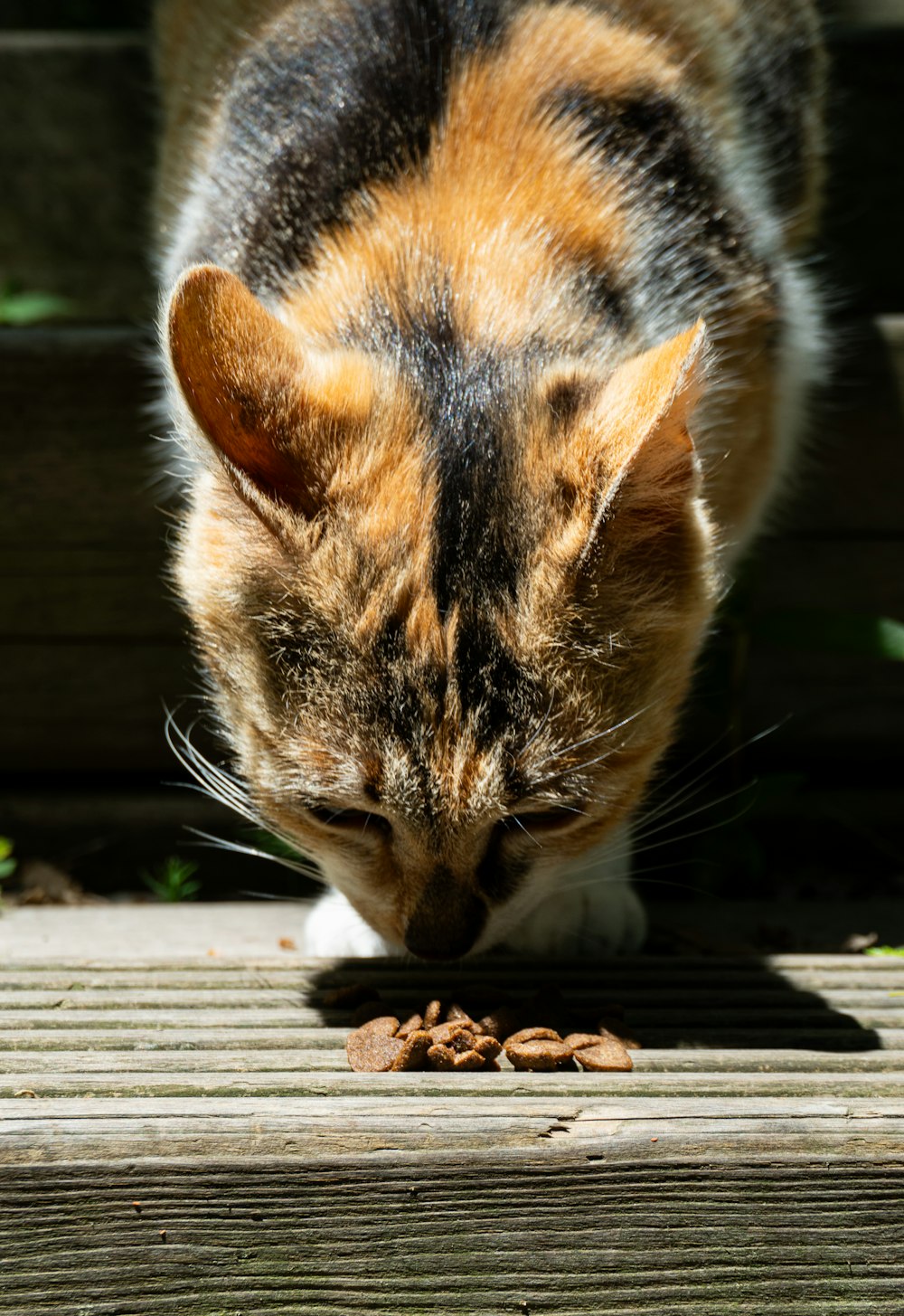a calico cat eating food off of a wooden deck
