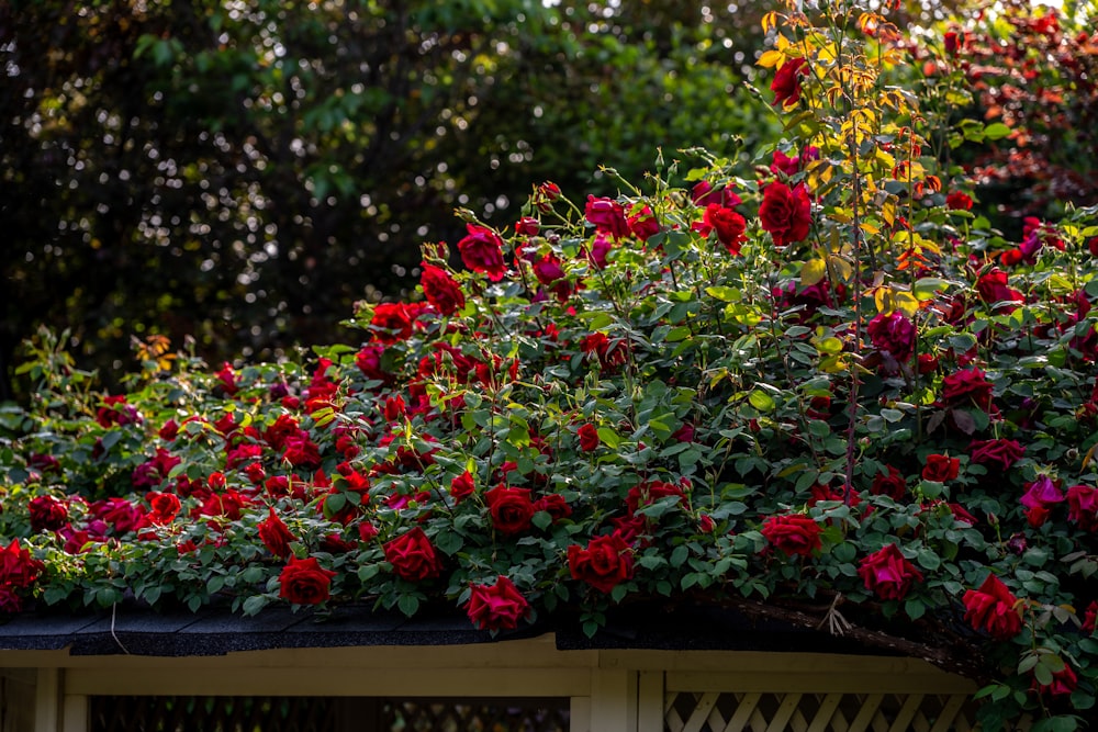 red roses growing on the roof of a house