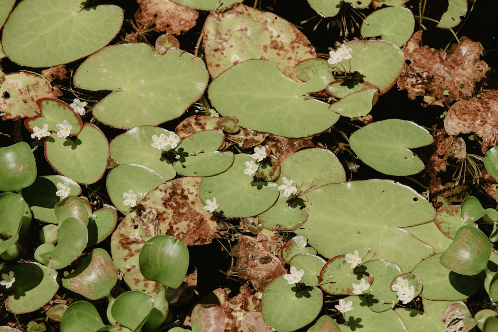 a group of water lilies floating on top of a pond