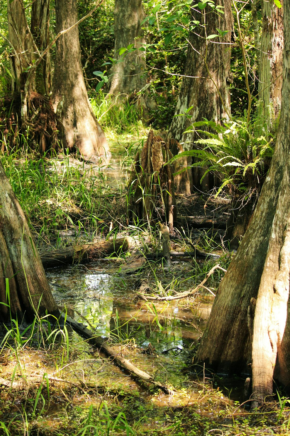 a small stream running through a lush green forest