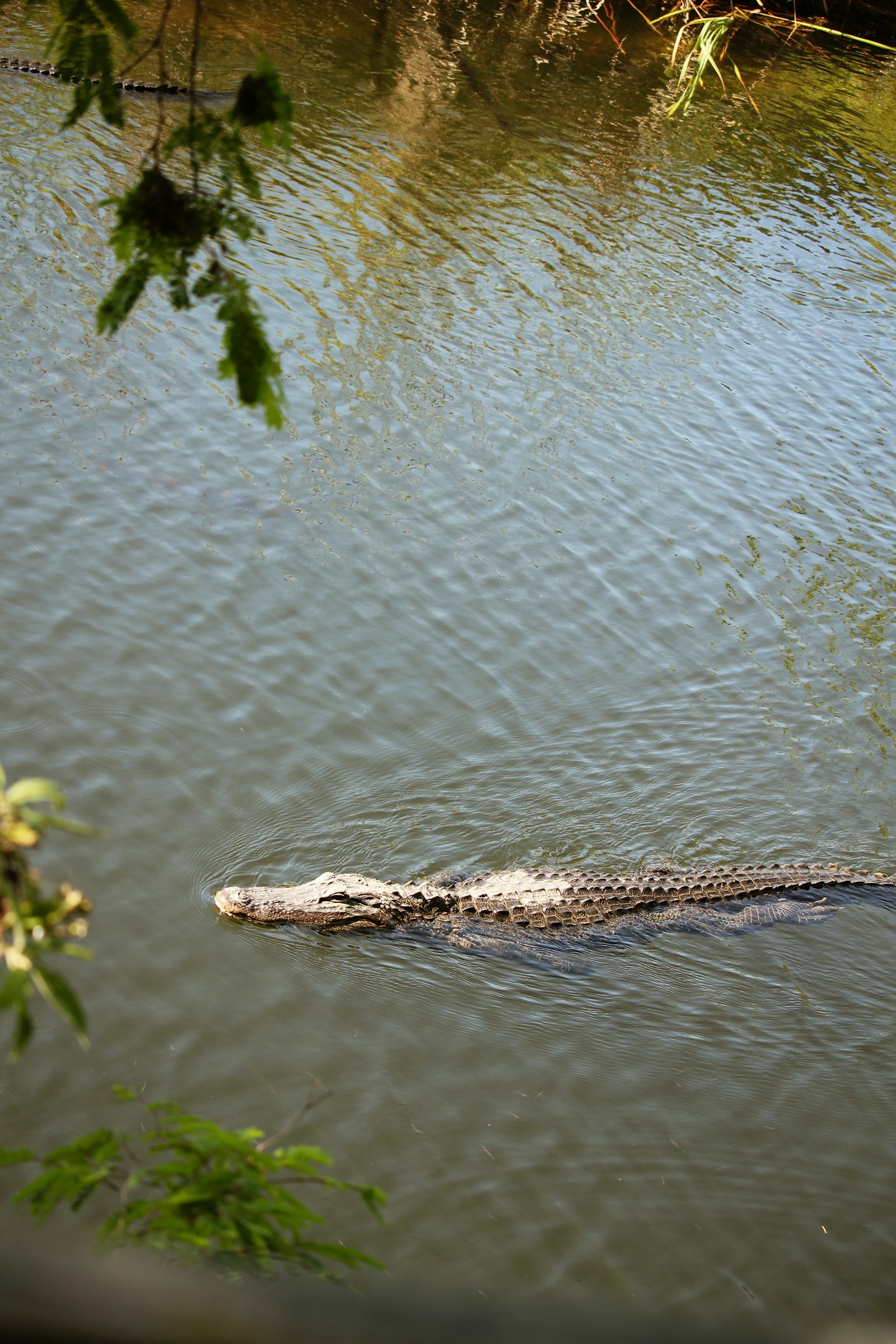 American alligator swimming in the Everglades