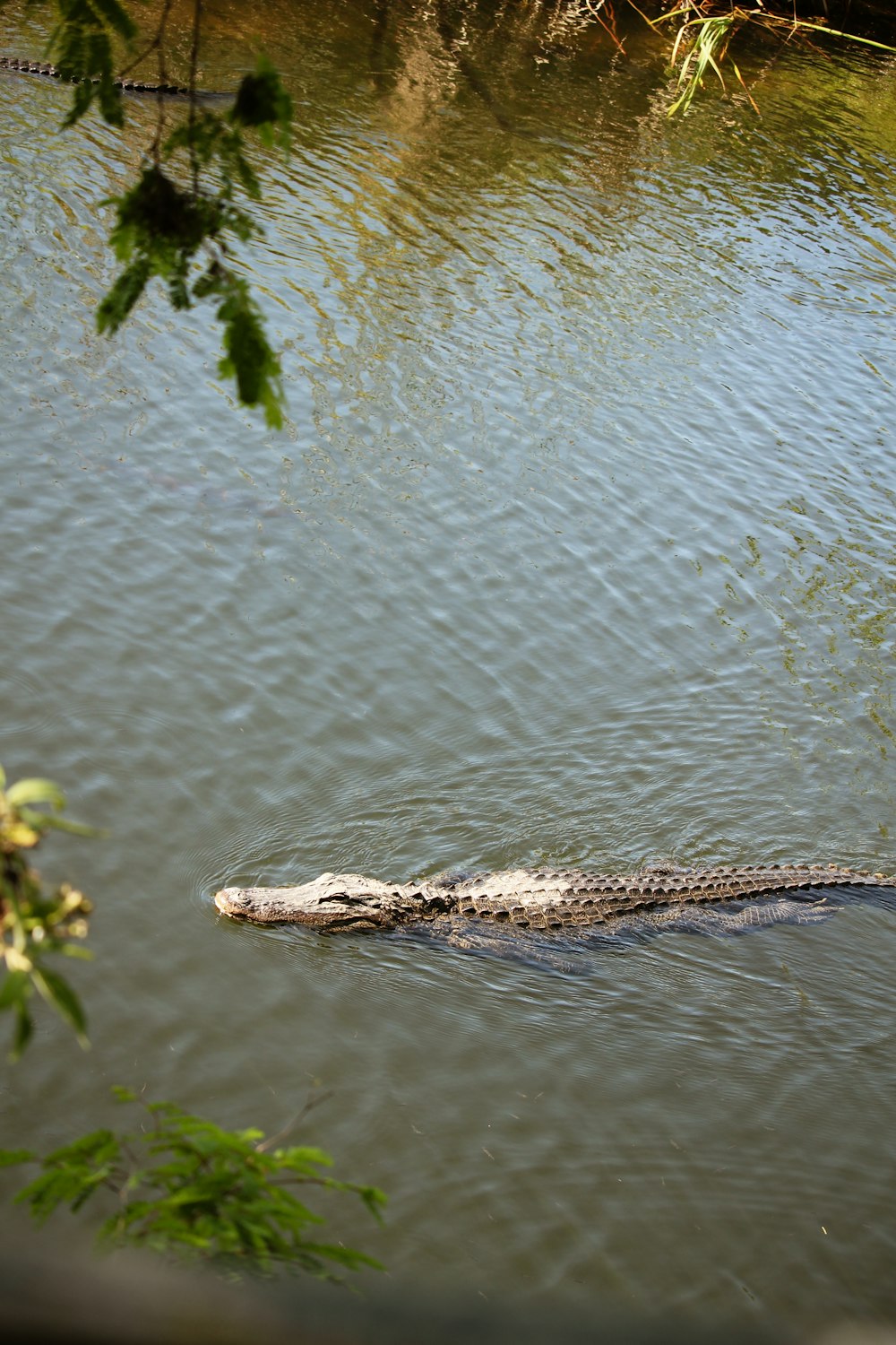 a large alligator is swimming in the water