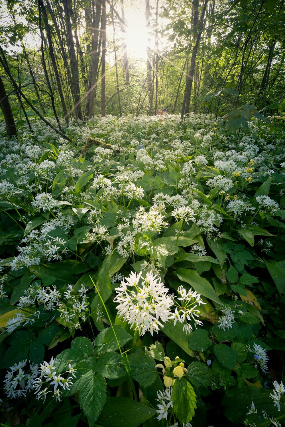 a lush green forest filled with lots of white flowers