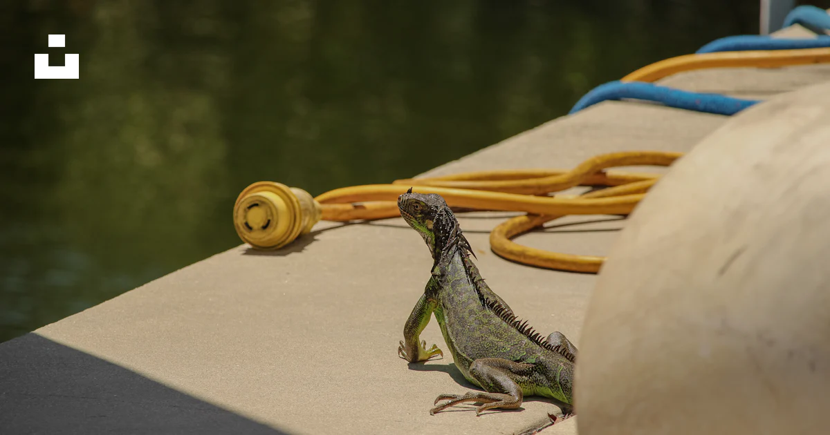 Lizard Rowing A Boat A lizard is standing on the edge of a boat photo – Free Summer Image on ...