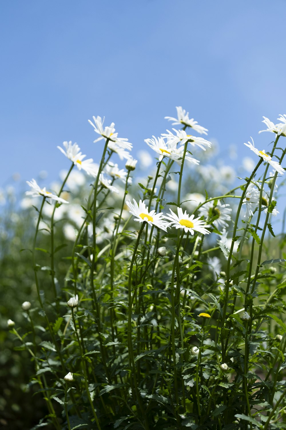 a field of daisies with a blue sky in the background