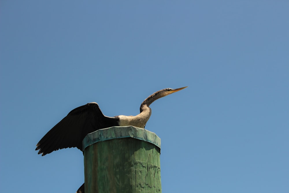 a bird is sitting on top of a pole