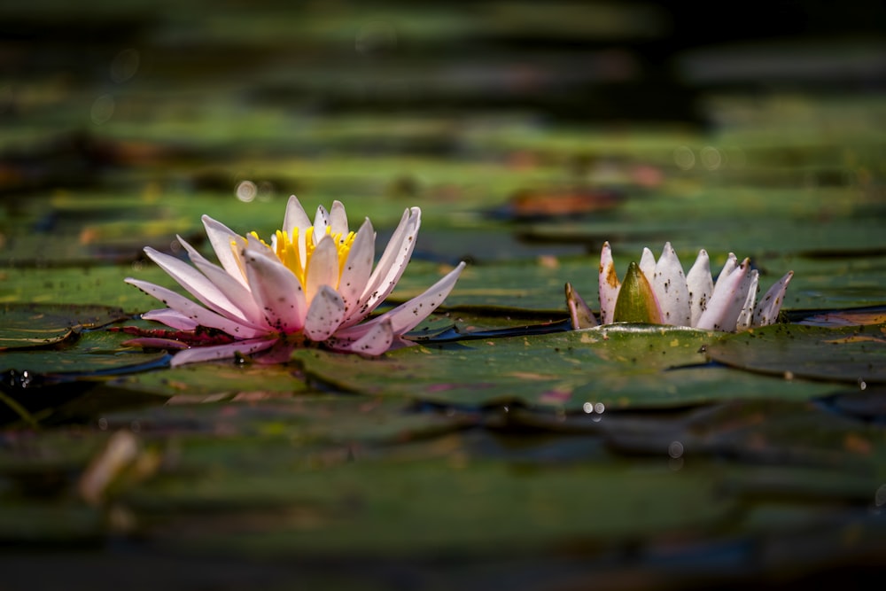 two water lilies in a pond with lily pads