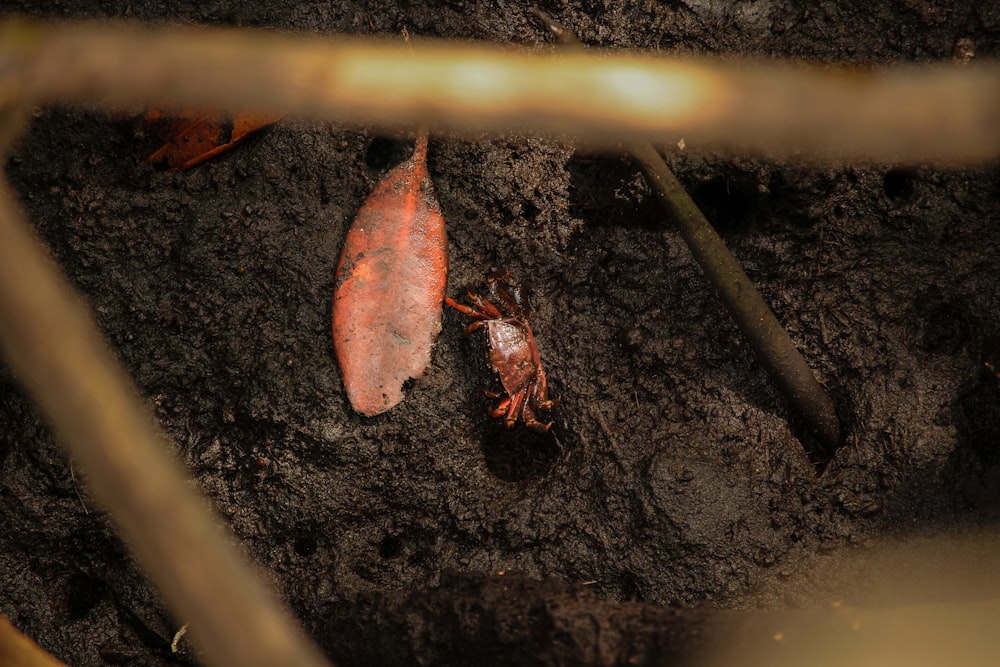 a bug crawling on the ground next to a leaf