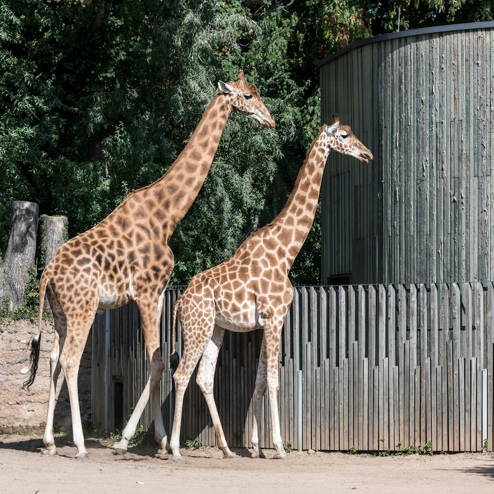 una coppia di giraffe in piedi l'una accanto all'altra