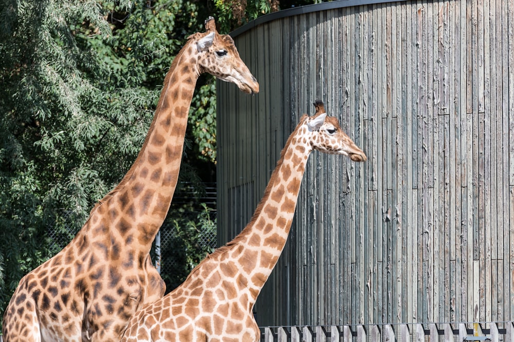 a couple of giraffe standing next to each other