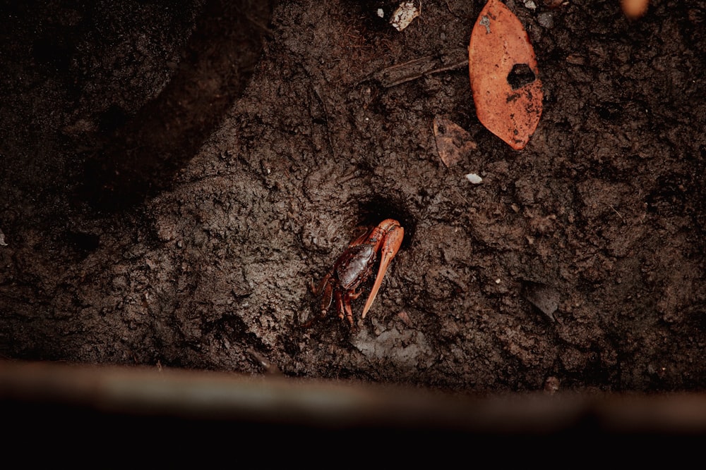 a close up of a dirt ground with a leaf