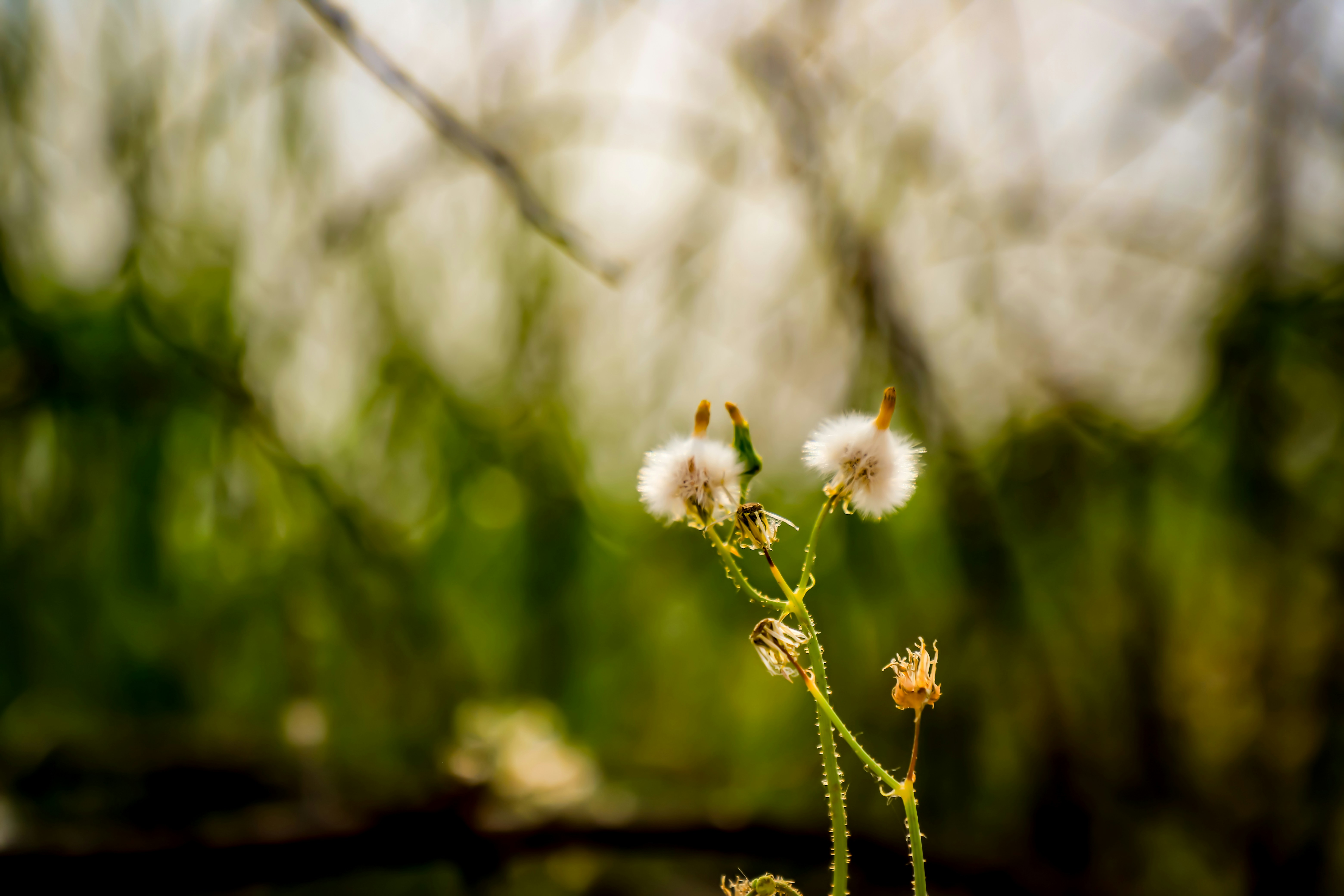 Photo by drunkenchimp