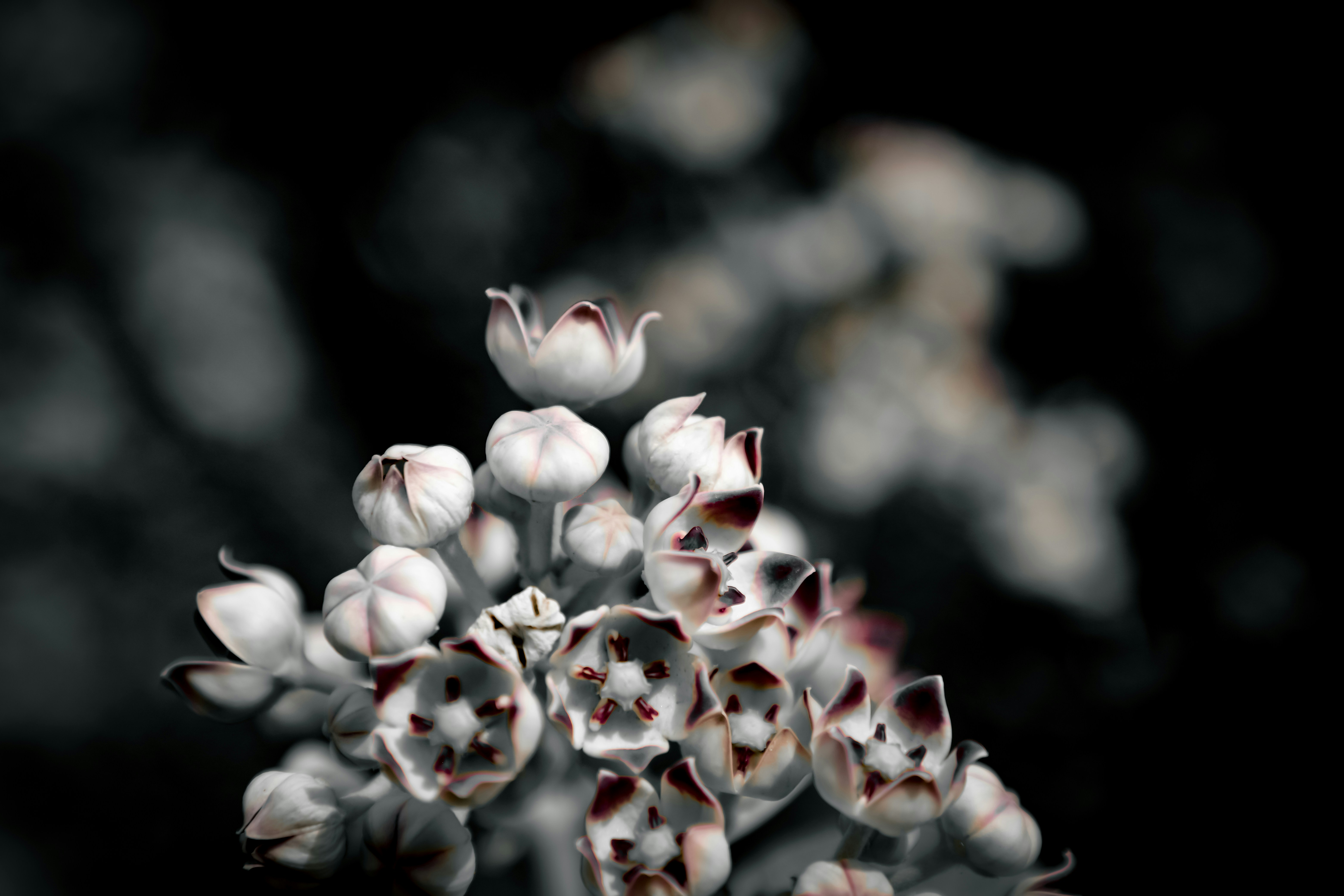 Photo by drunkenchimp