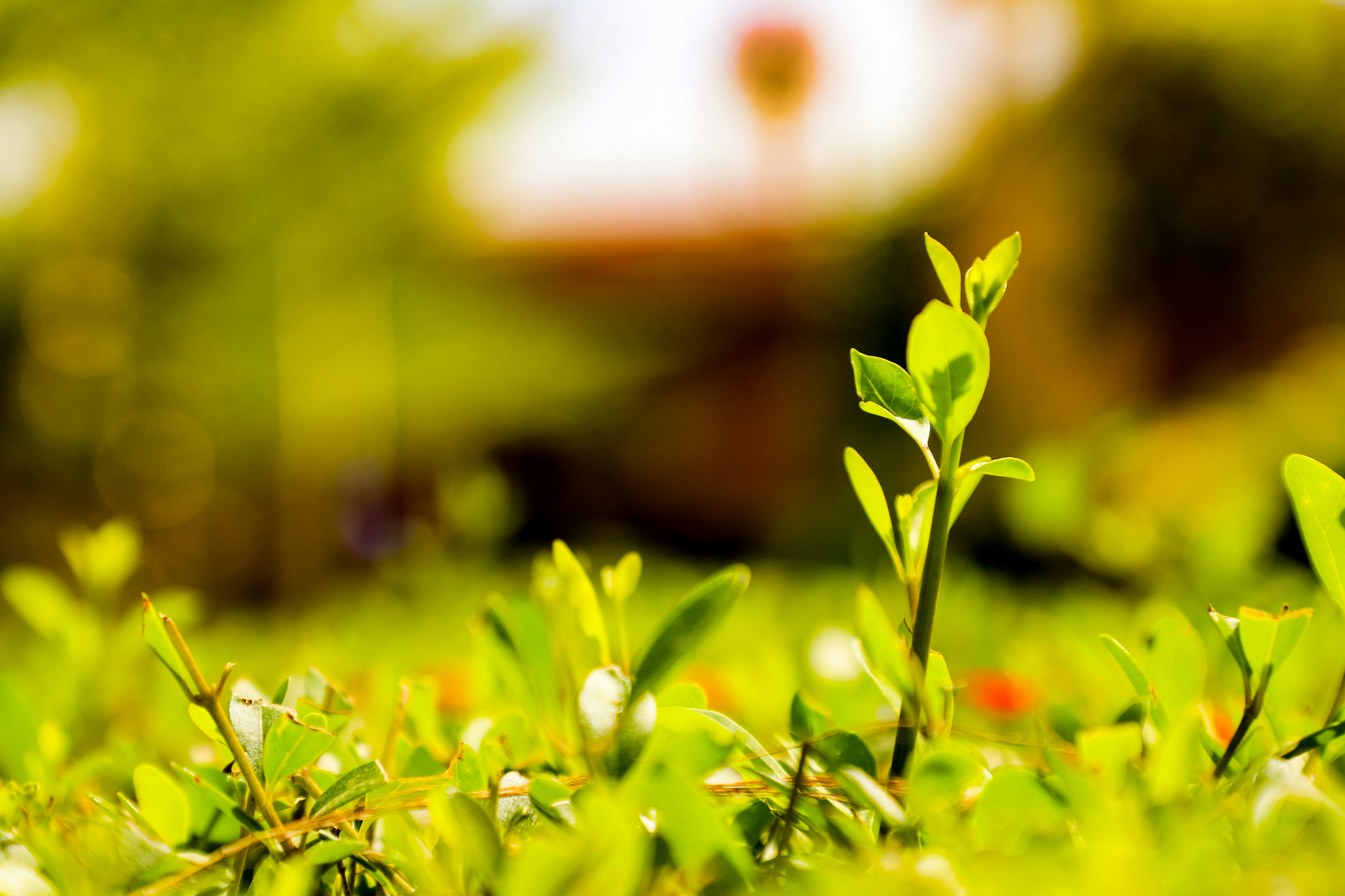 Photo by drunkenchimp