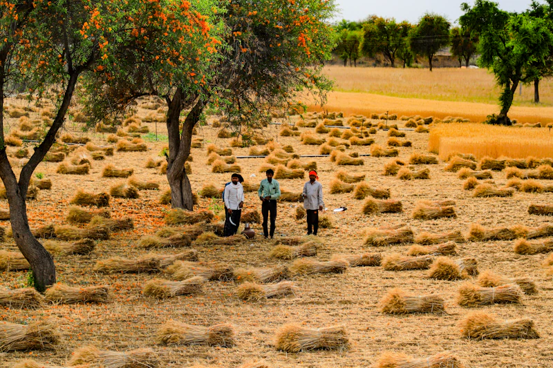 Best Guesthouses and Homestays in Mandawa for a More Local Experience