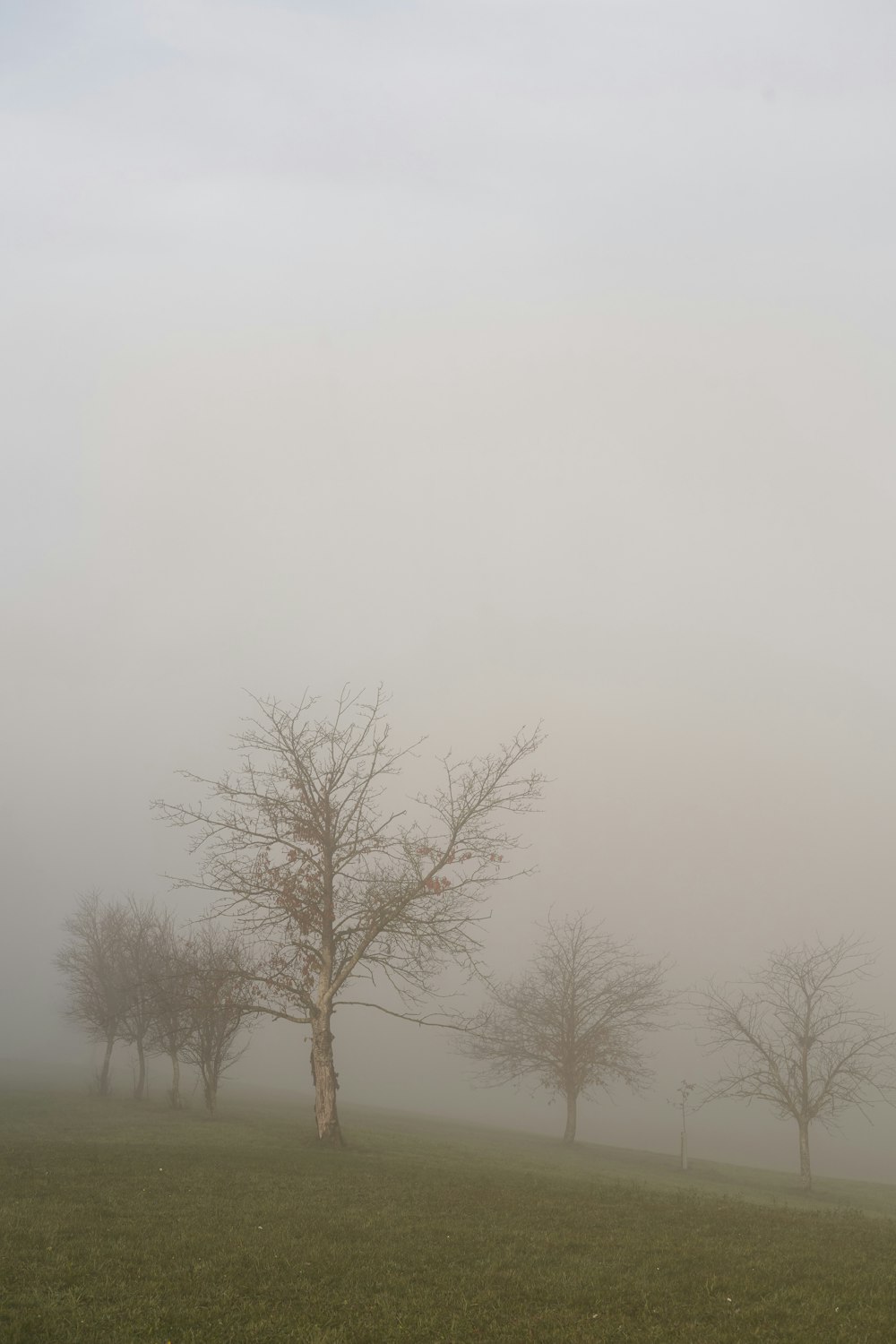 a foggy field with trees in the distance