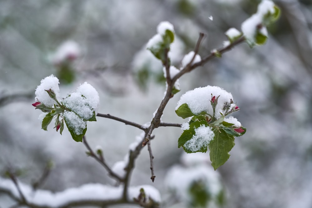 a branch with snow on it and some leaves