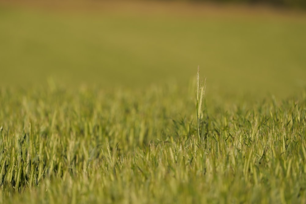 a field of green grass with a blurry background