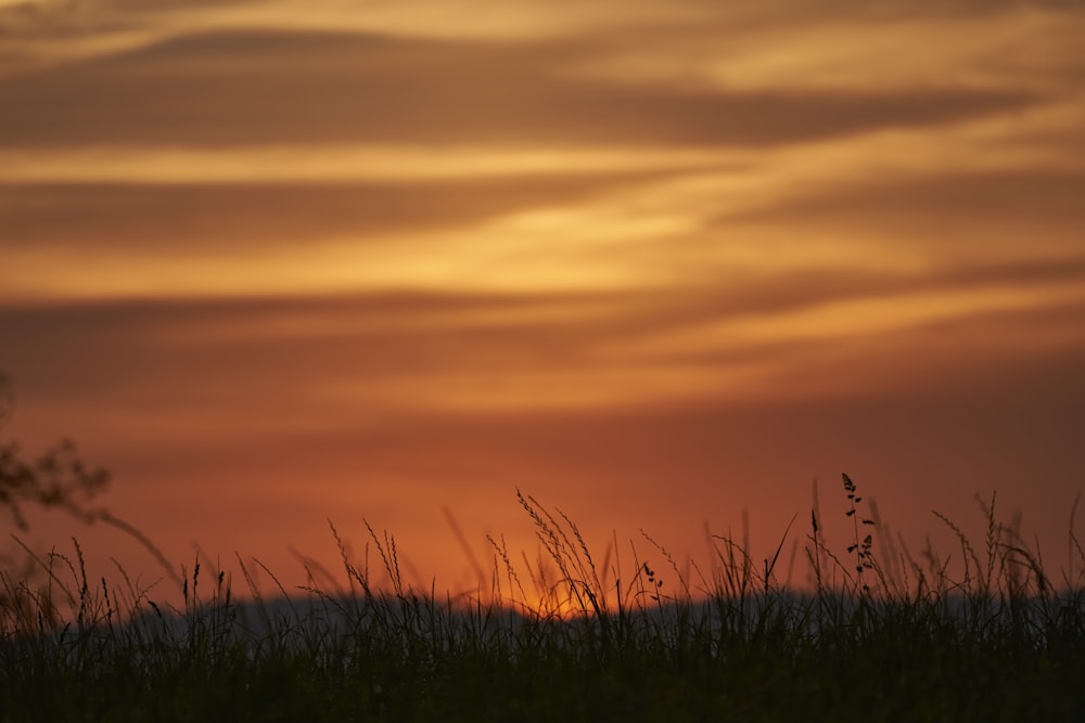 the sun is setting over a field of grass