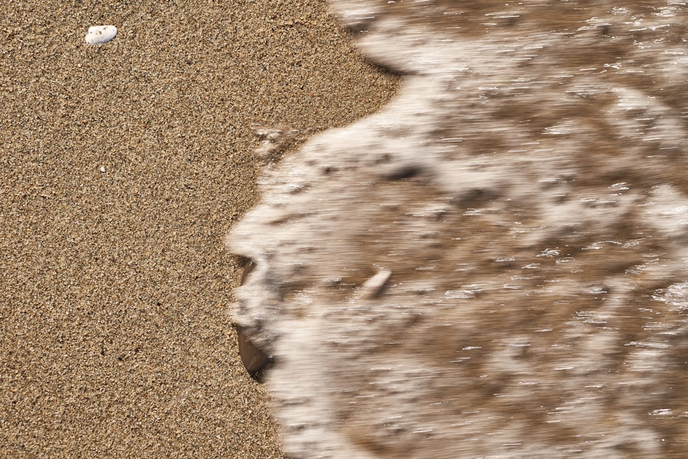 a bird standing on a sandy beach next to the ocean