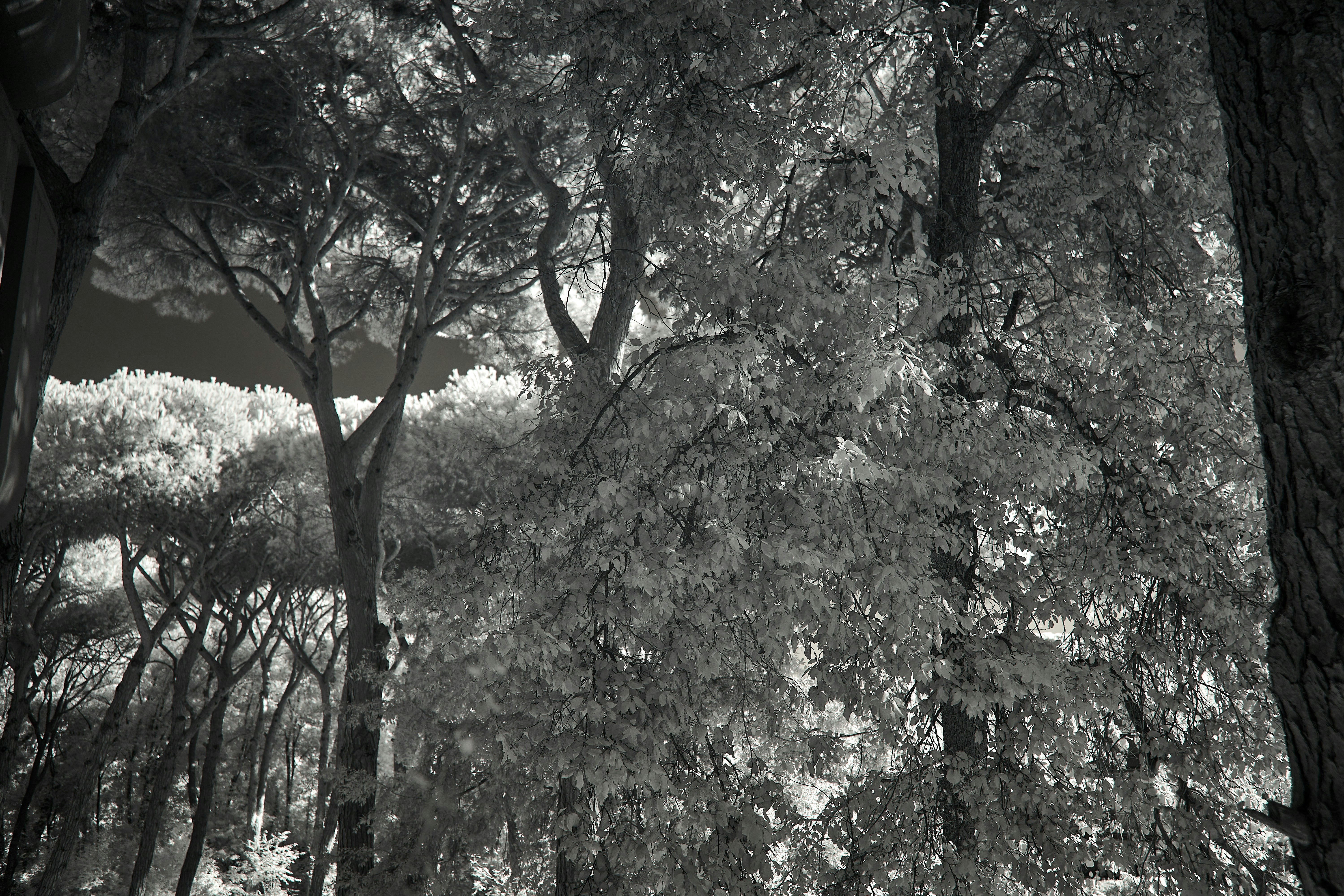 Photo by wolfgang_hasselmann