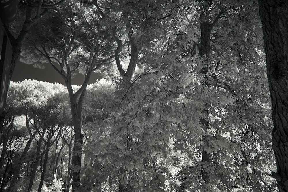 a black and white photo of trees in a forest