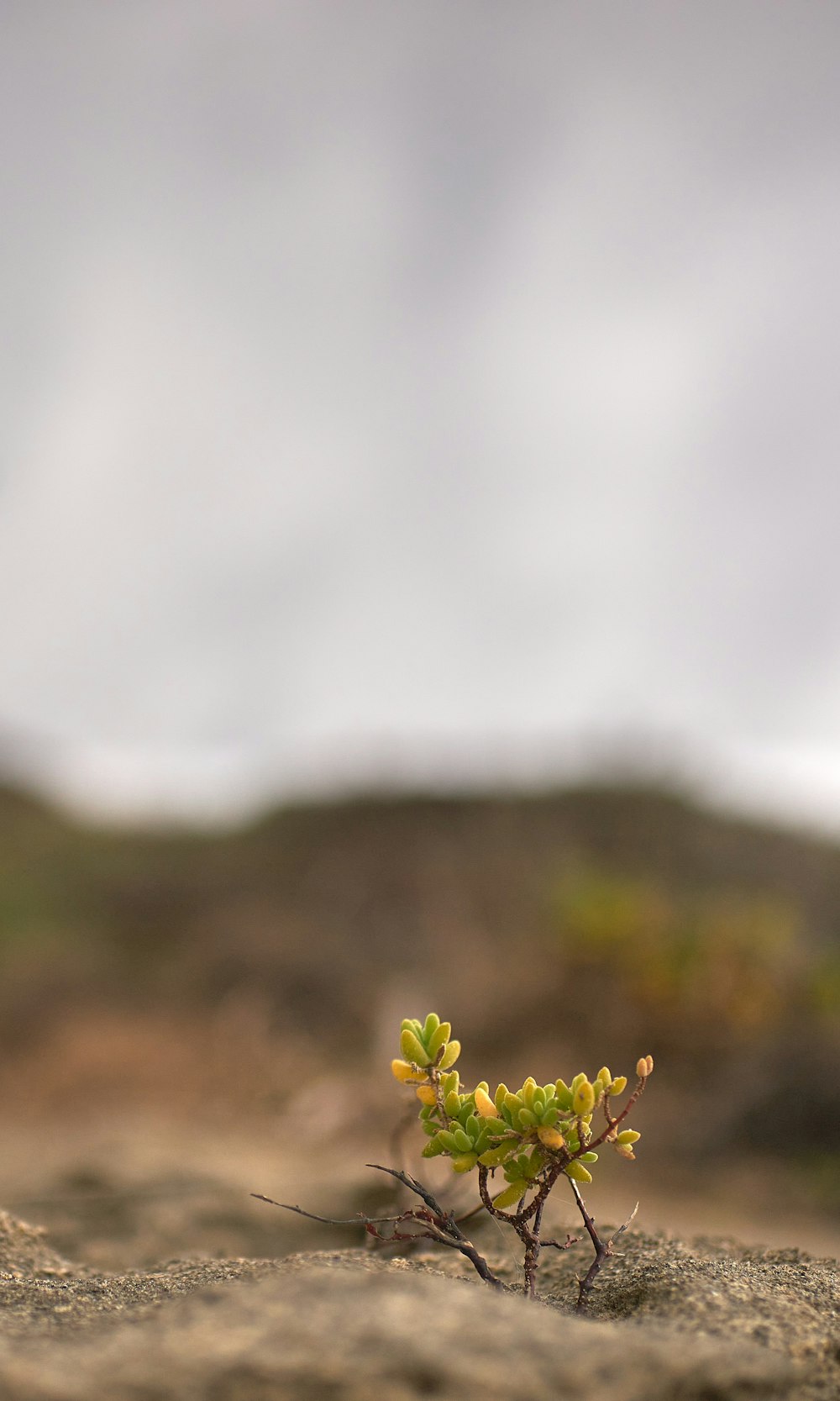 a small plant sprouts out of the sand