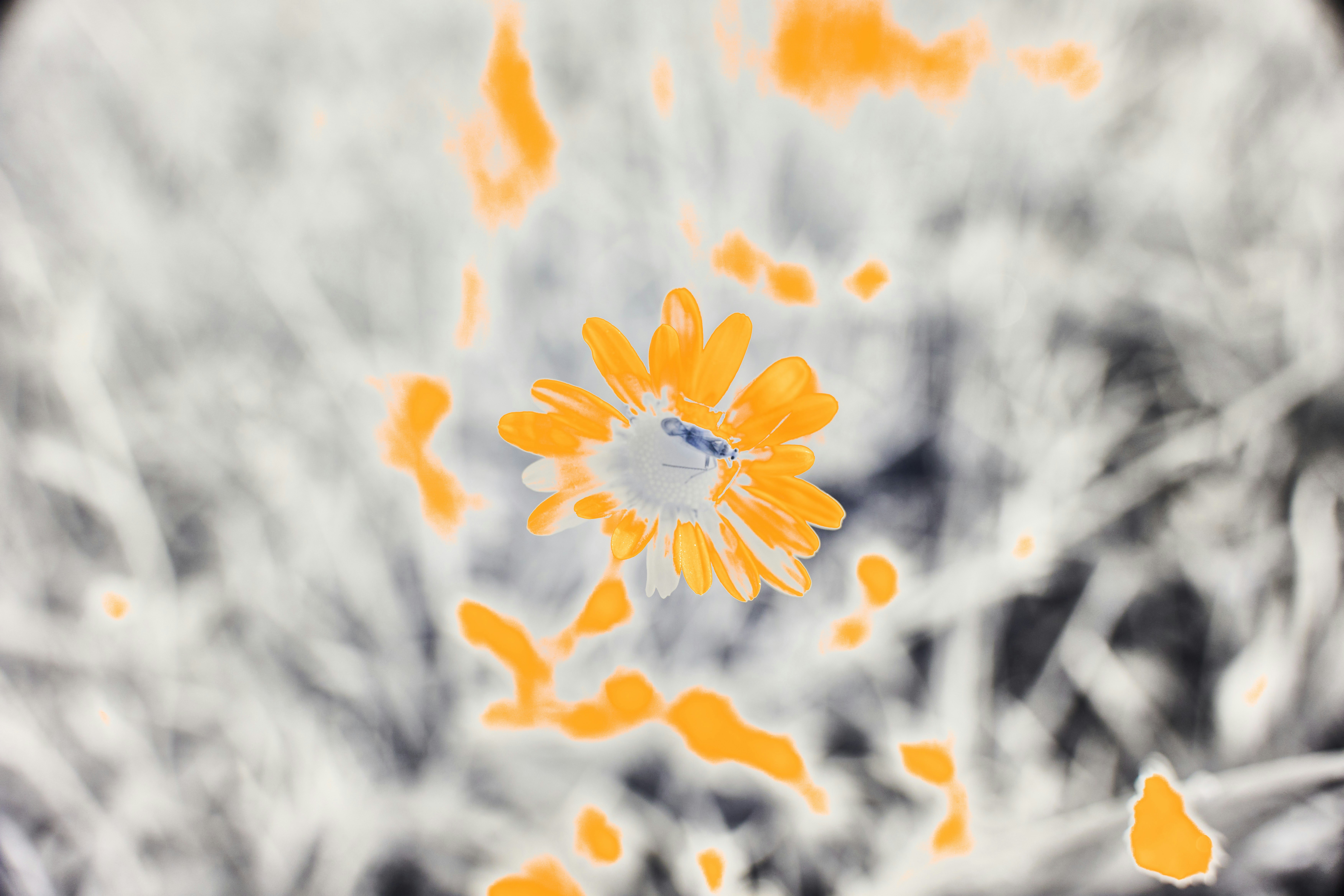 Photo by wolfgang_hasselmann