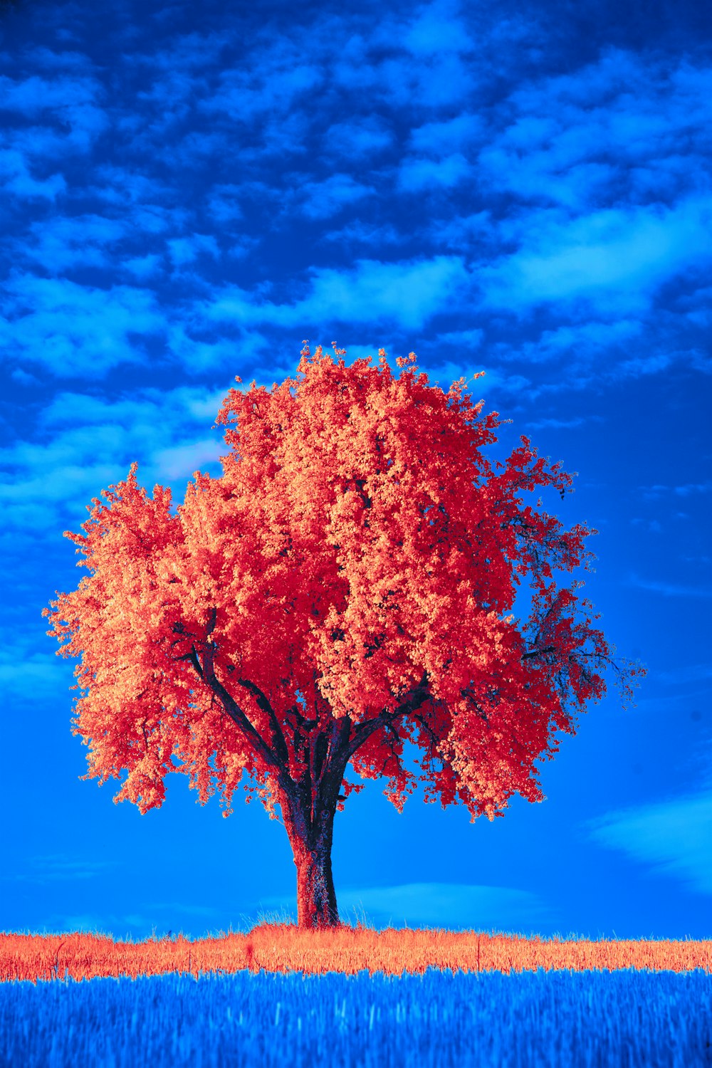 a red tree in the middle of a blue field