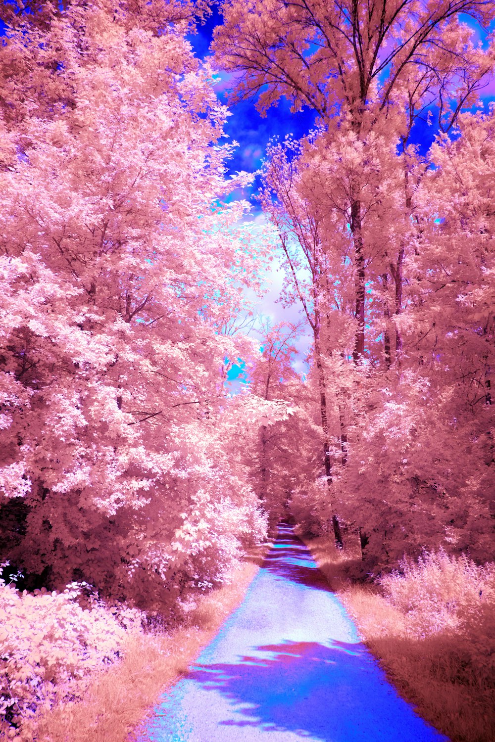 a blue and pink river surrounded by trees