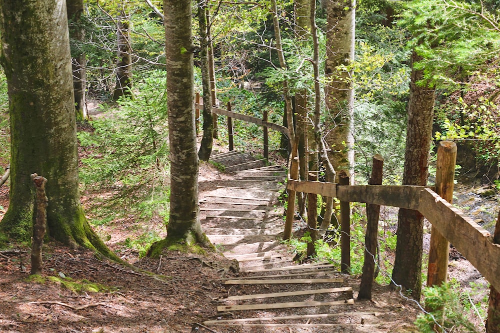 a set of wooden steps leading through a forest