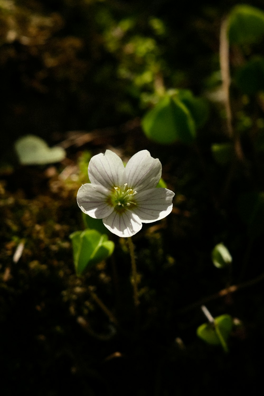 a single white flower in the middle of a forest