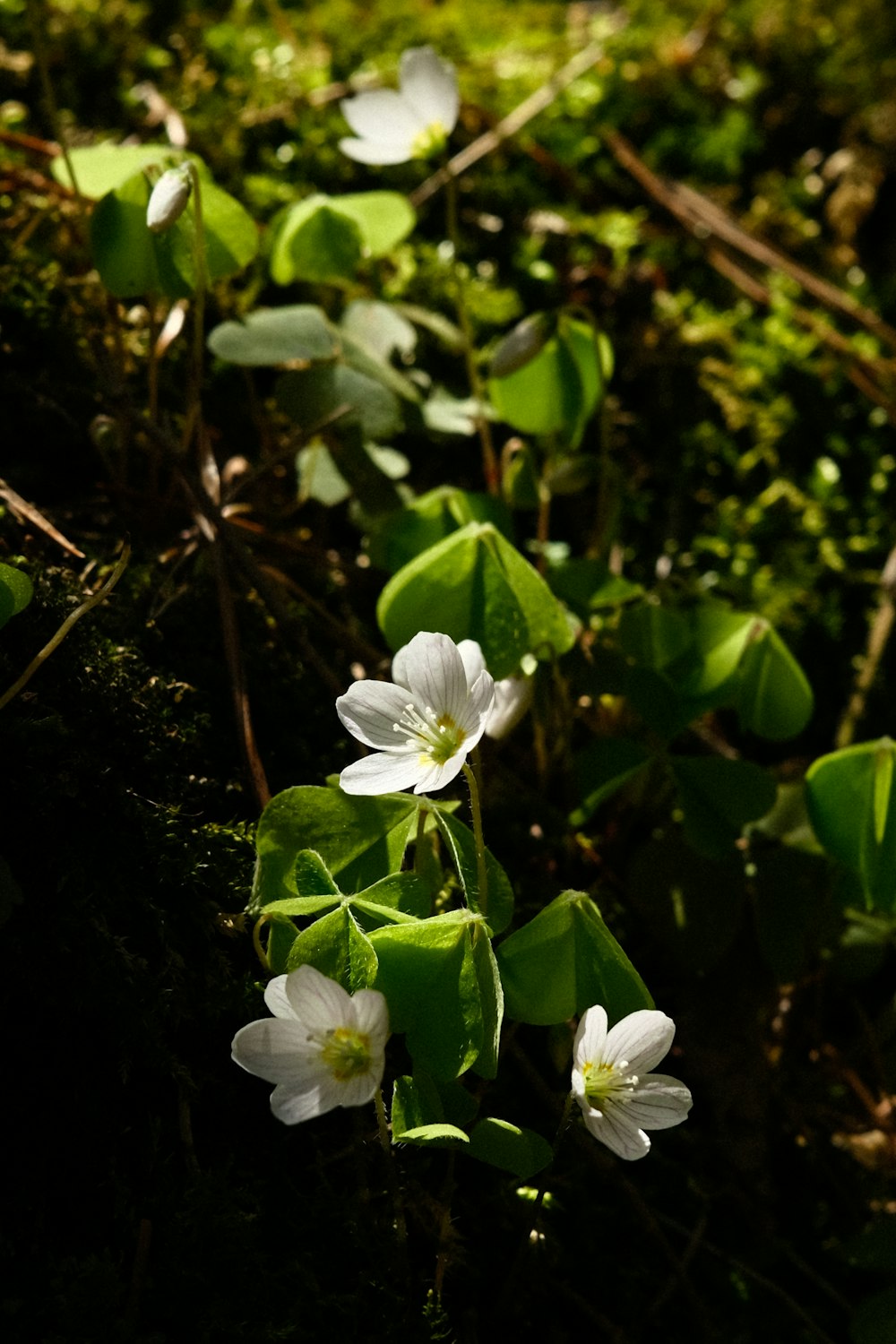 a group of white flowers sitting on top of a lush green field