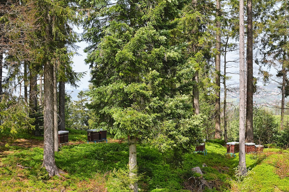 a forest filled with lots of tall trees