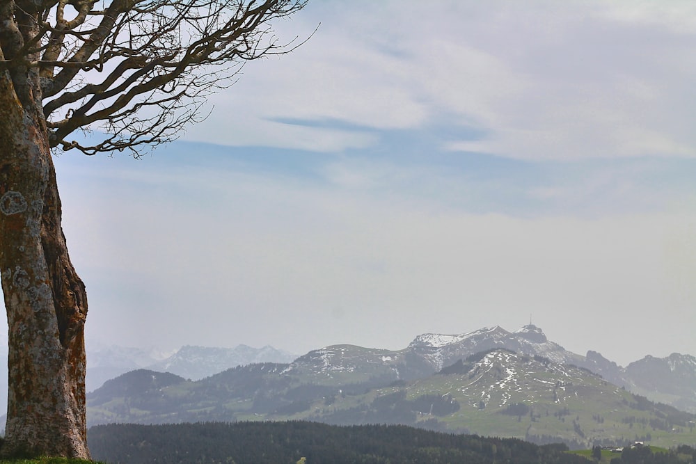 a view of a mountain range with a tree in the foreground
