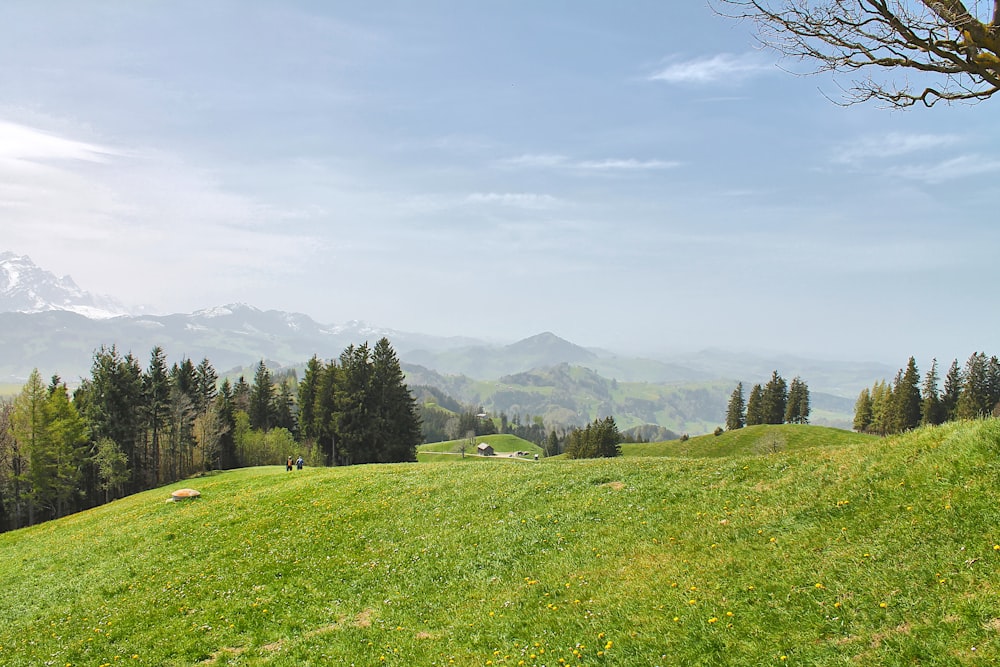 a grassy hill with trees and mountains in the background