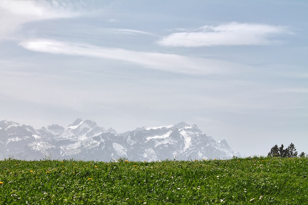 a field of green grass with mountains in the background