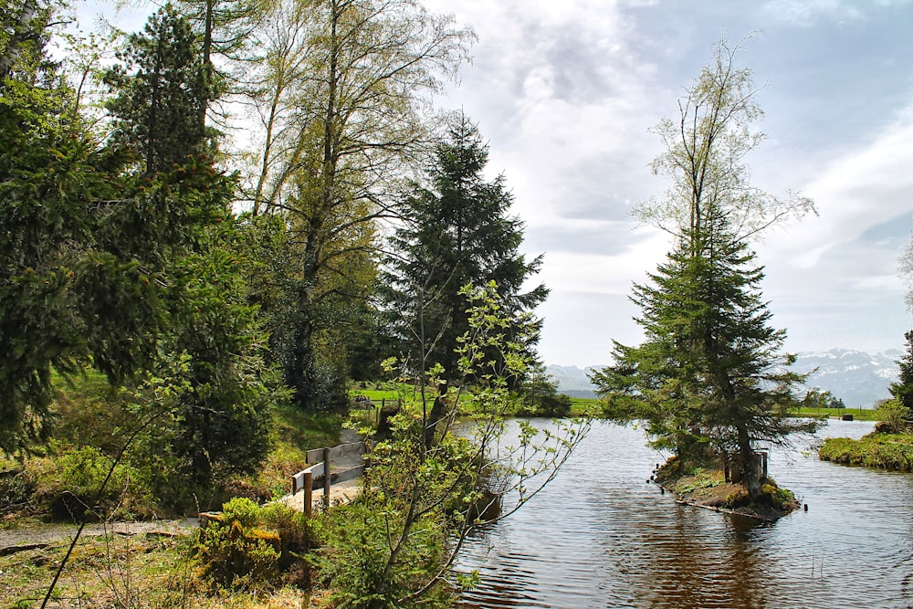 a river running through a lush green forest