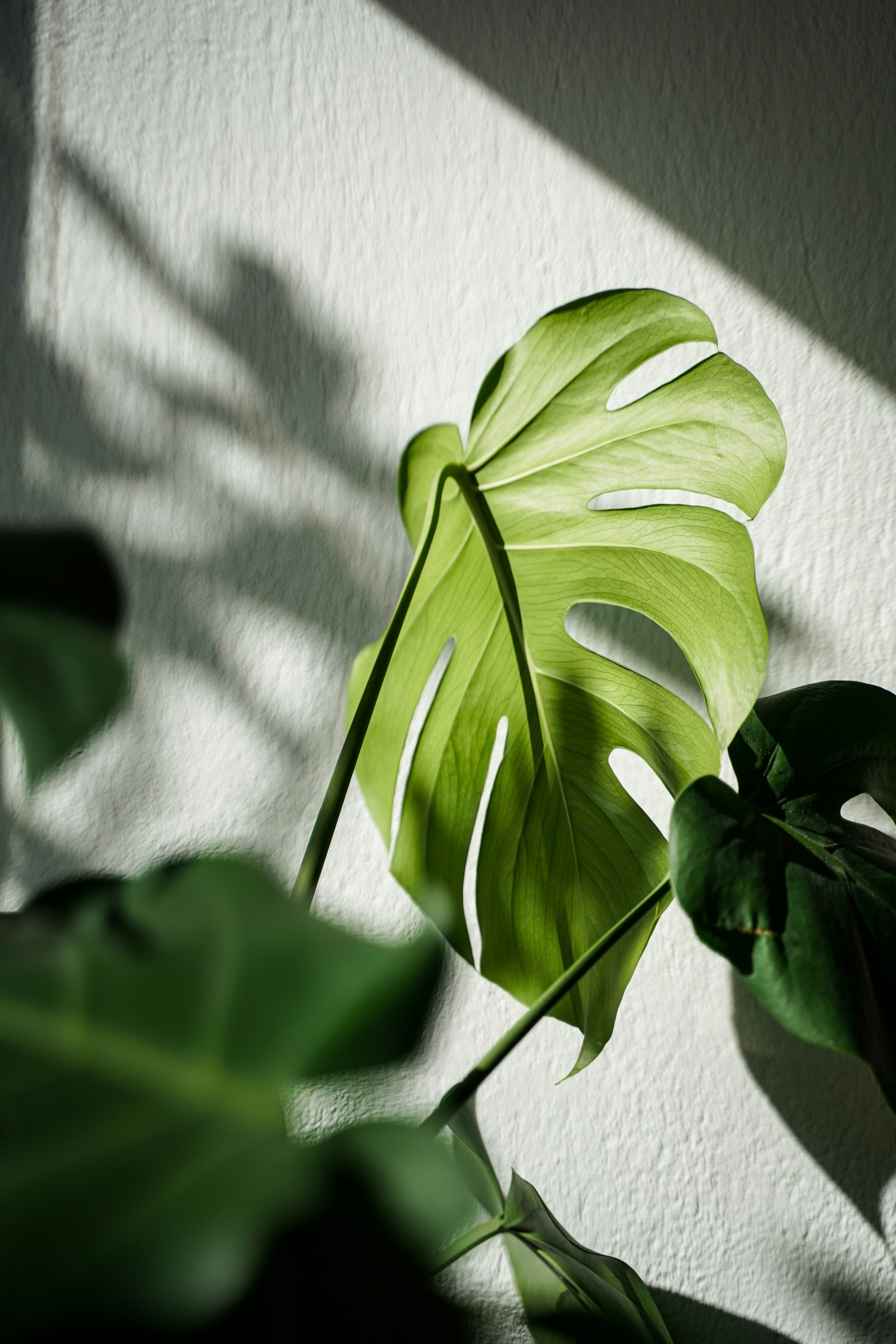 ein großes grünes Blatt, das auf einer weißen Wand sitzt