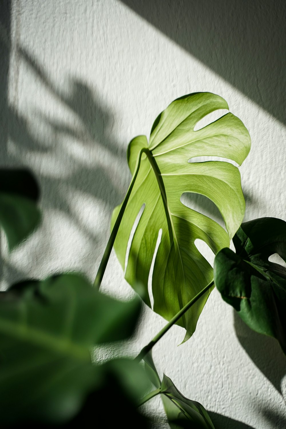 a large green leaf sitting on top of a white wall