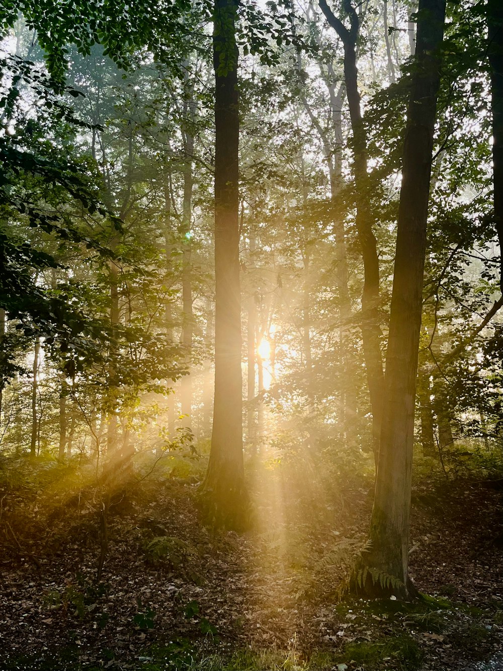 the sun is shining through the trees in the woods