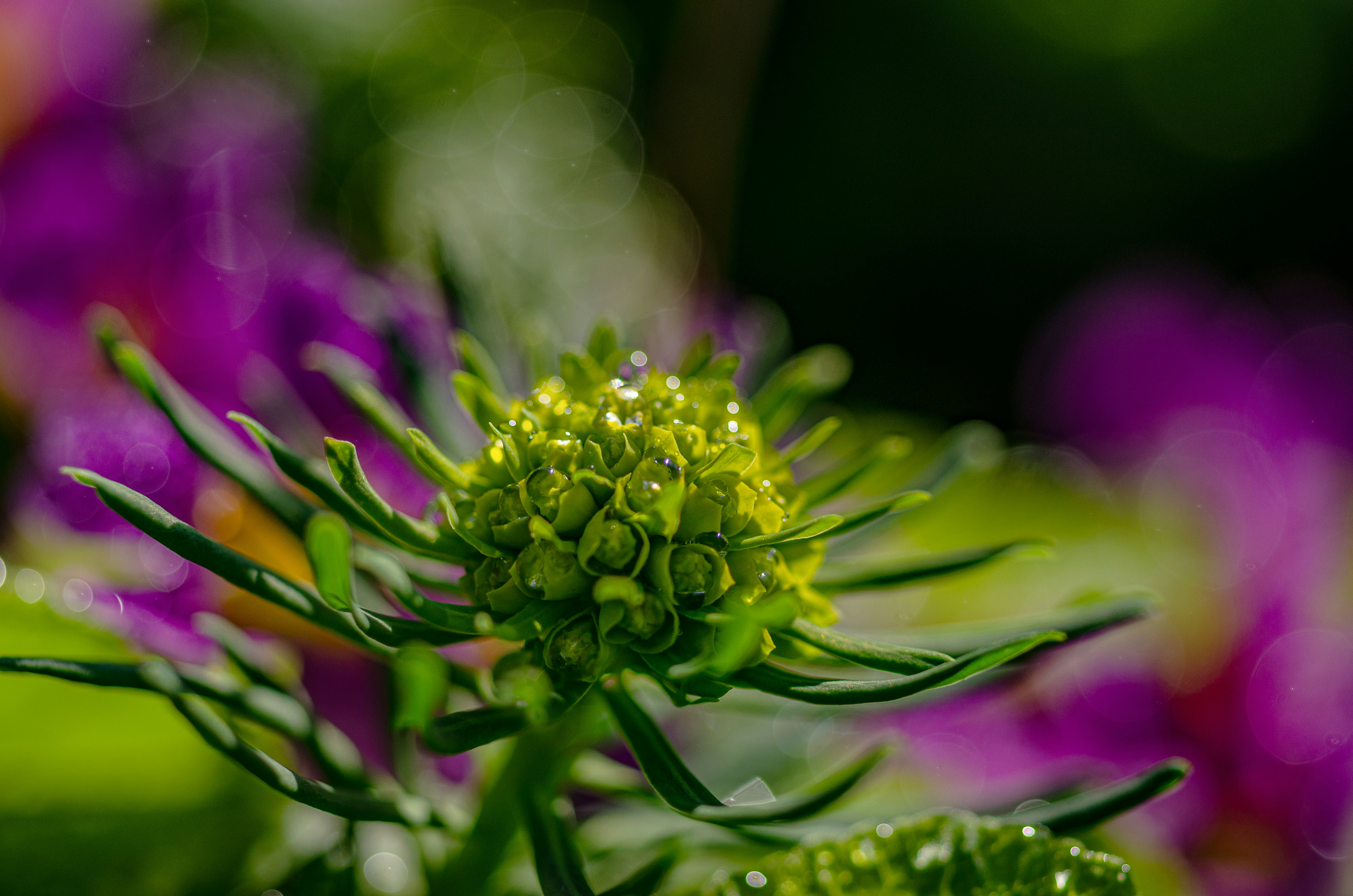 Photo by andrilliardbond