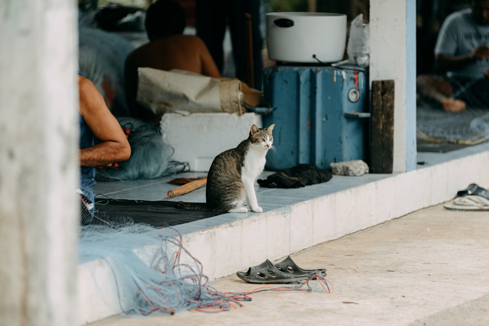 a cat sitting on a step in front of a store